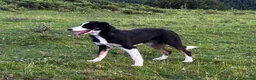 Border Collie dogs for sale: 9 month old male Border Collie  - Advert 3