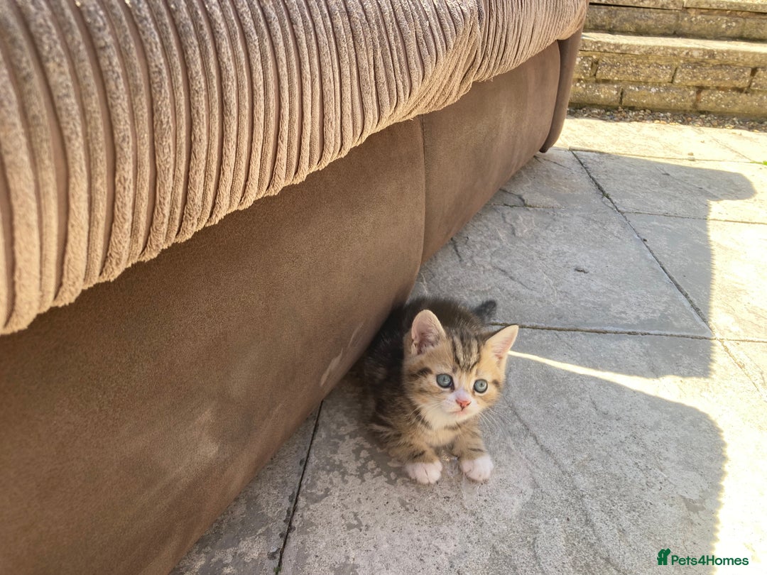 Siberian cats for sale: Persian/Siberian kittens - Image 12