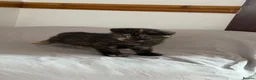 Scottish Fold cats for sale: Scottish fold and Scottish straight  - Advert 10