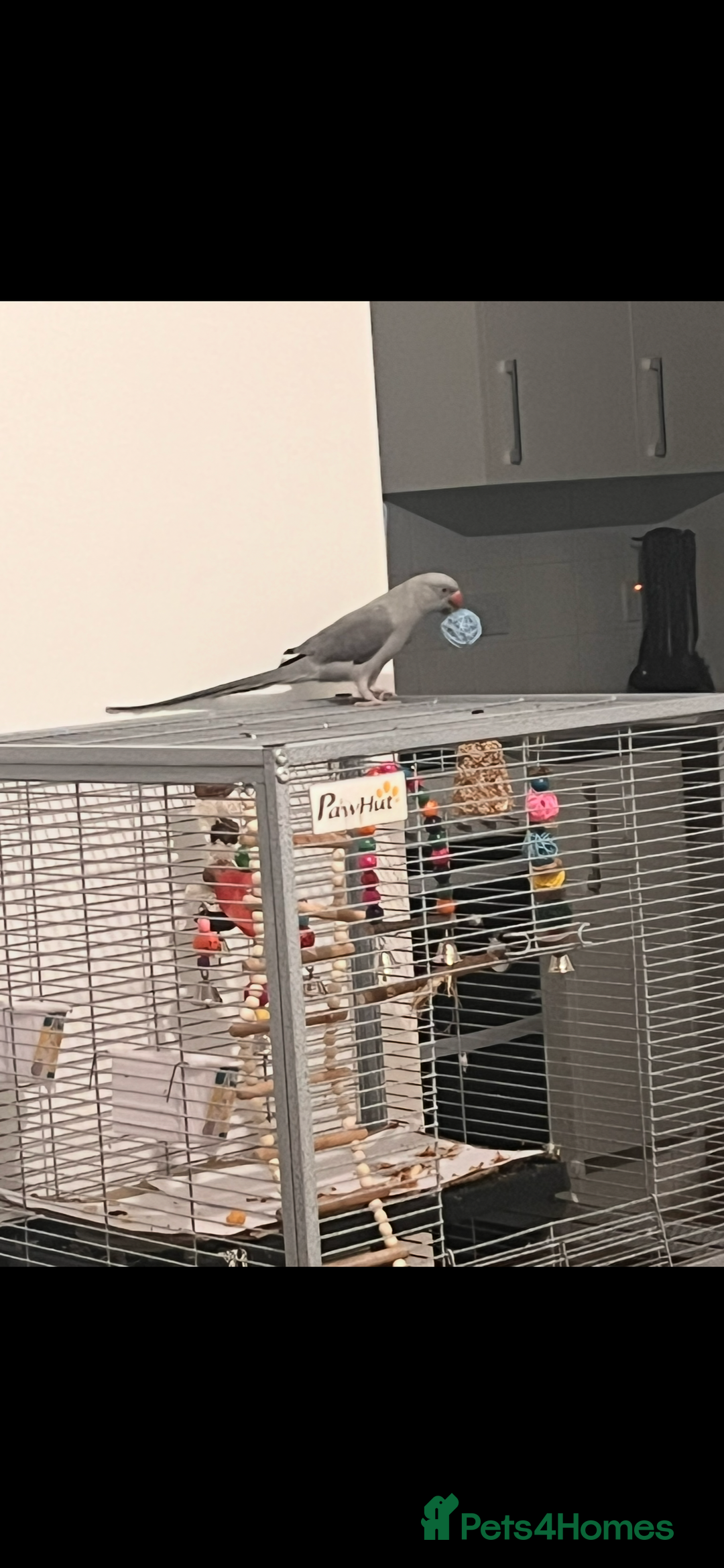 Parrots birds for sale: A beautiful Hand-tamed Indian Ring neck parrot  - Image 5