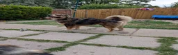 Mixed Breed dogs for stud: FOR STUD ONLY - Advert 5