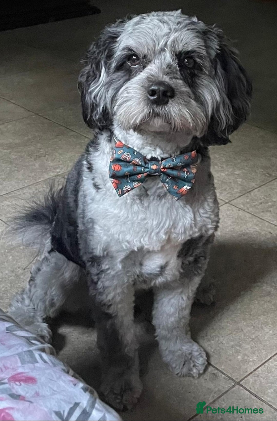 Cavapoo dogs for sale: F2 Cavapoo Gorgeous Babies!  - Image 11