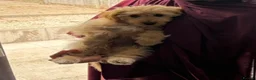 Jackapoo dogs for sale: 14 week Jackapoo - Advert 1