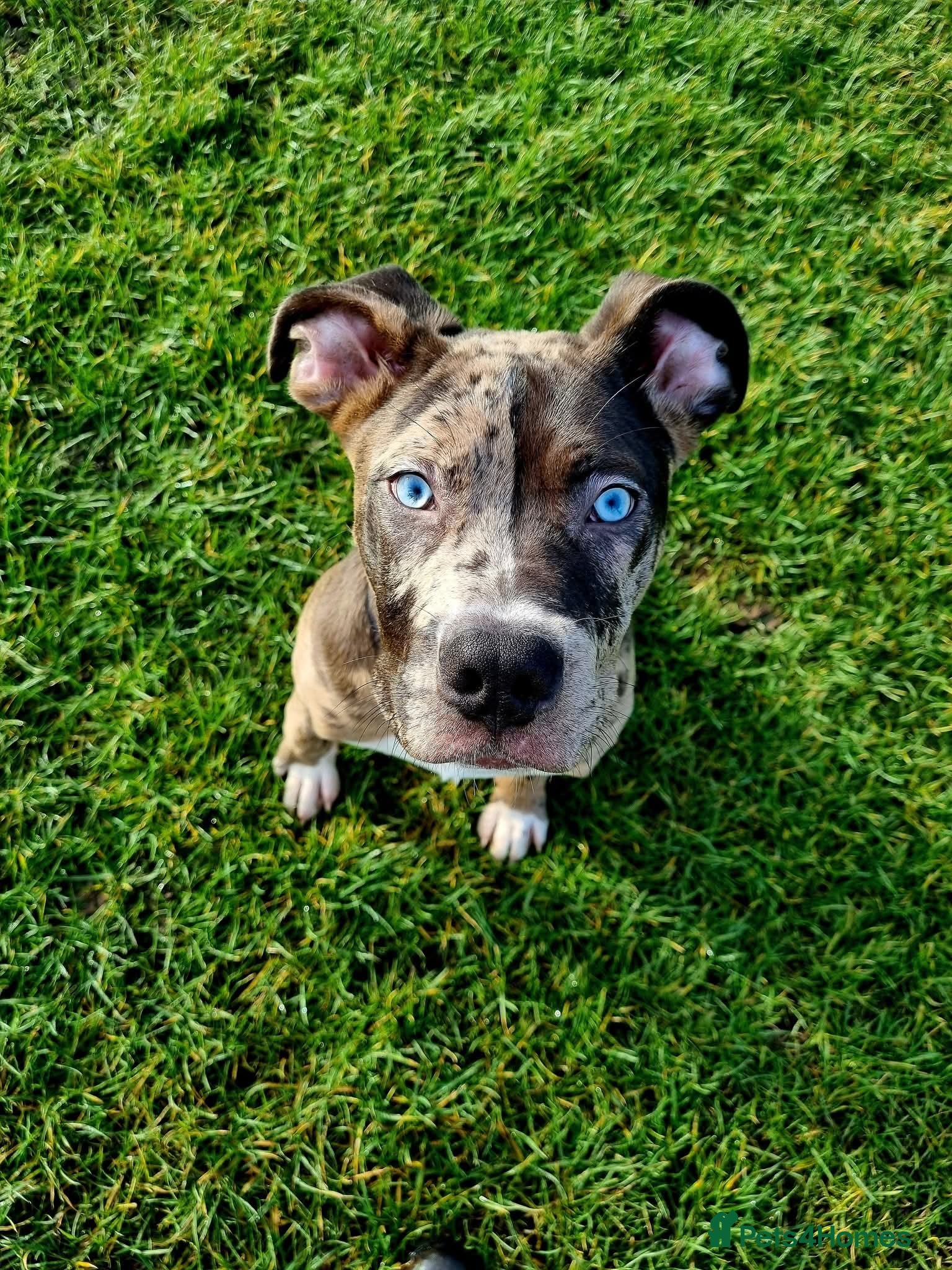 Mixed Breed dogs 8 month old cross - Advert 1