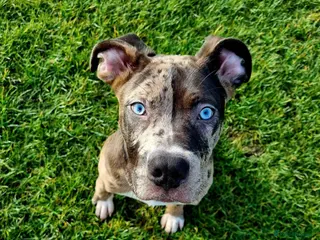 Mixed Breed dogs 8 month old cross - Advert 1