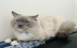 Ragdoll cats for stud: GCCF & TICA registered stud, champion bloodline    in London - Image 21