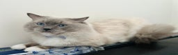 Ragdoll cats for stud: GCCF & TICA registered stud, champion bloodline    in London - Advert 21