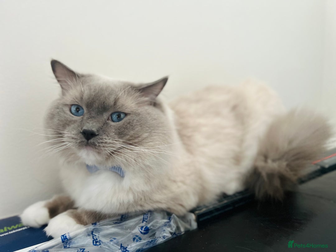 Ragdoll cats for stud: GCCF & TICA registered stud, champion bloodline    in London - Image 21