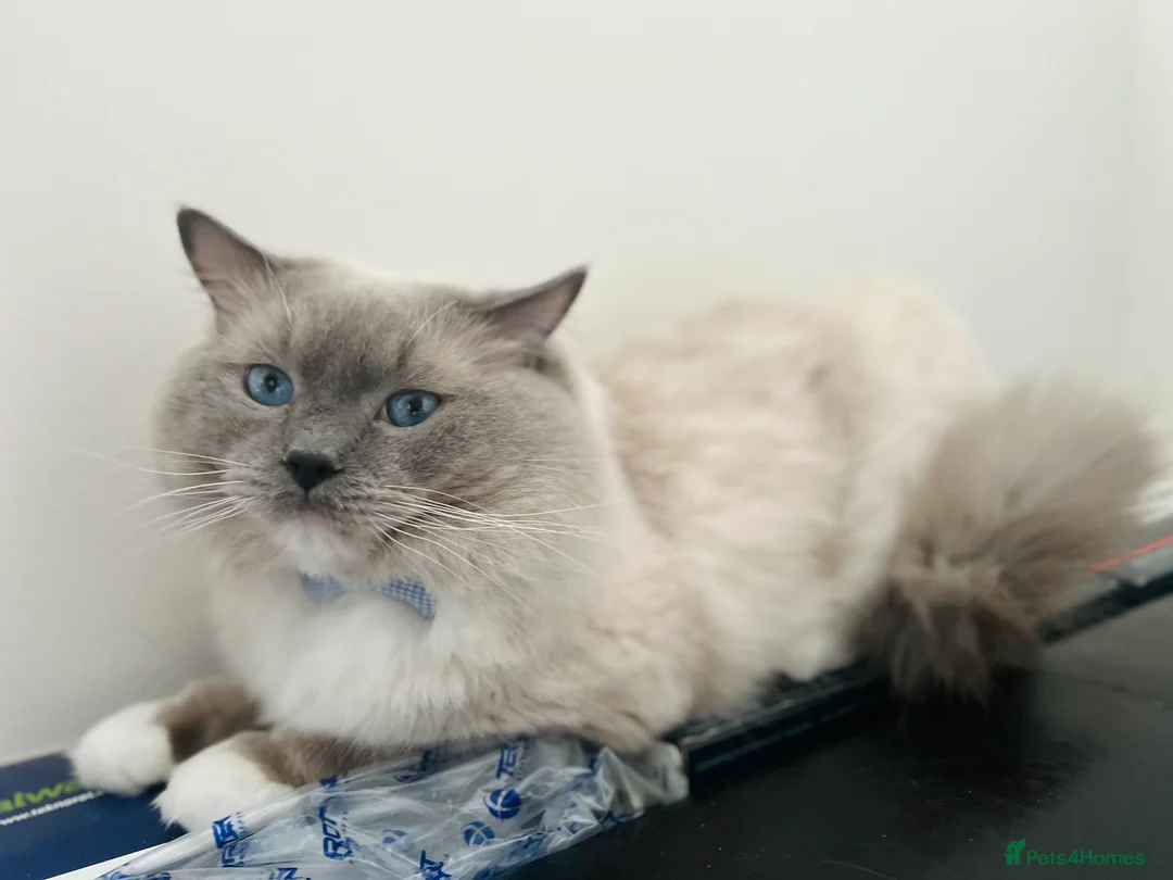 Ragdoll cats for stud: GCCF & TICA registered stud, champion bloodline    in London - Advert 21