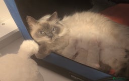 Ragdoll cats for sale: Adorable, fluffy, blue eyed kittens for sale  - Image 6