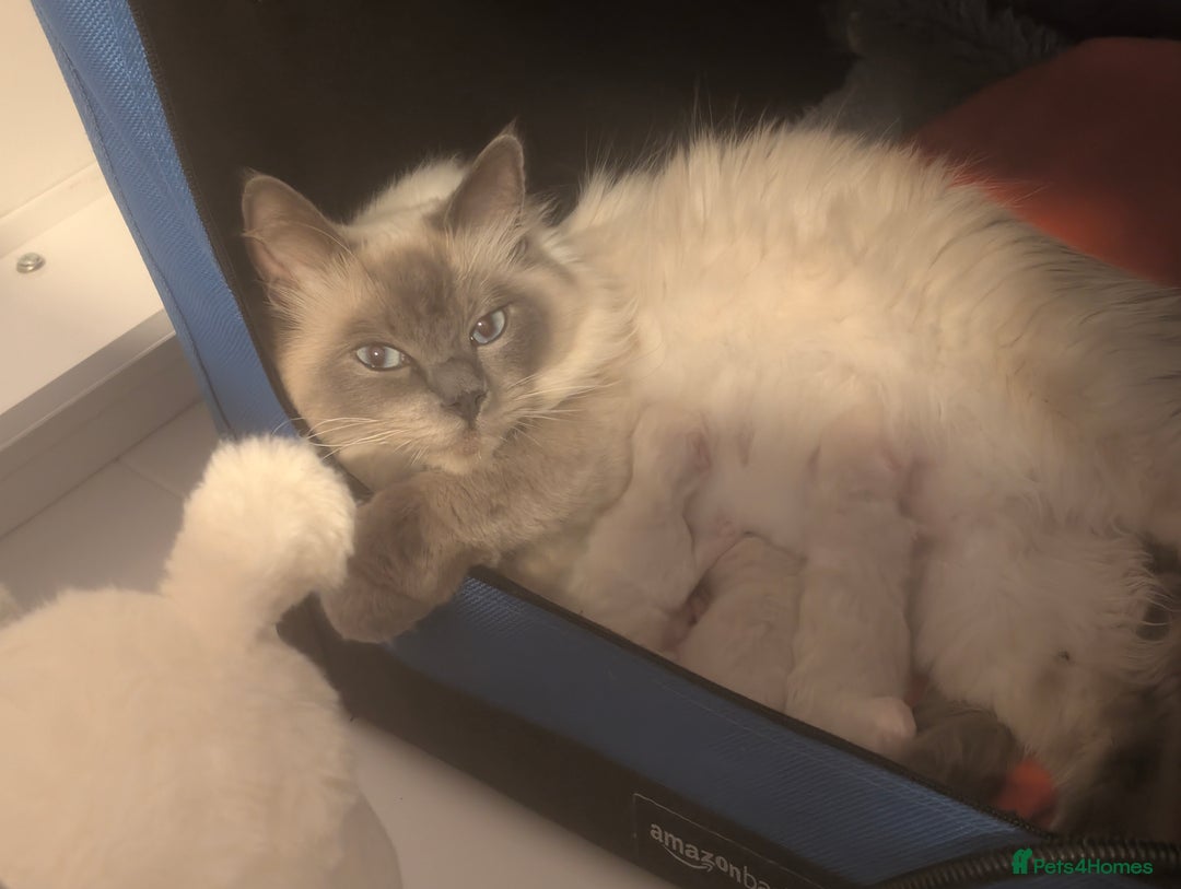 Ragdoll cats for sale: Adorable, fluffy, blue eyed kittens for sale  - Image 6