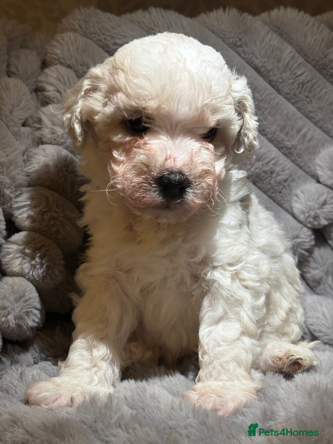 Shihpoo dogs for sale: Shihpoos for sale   - Advert 6