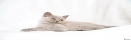 British Shorthair cats for sale: Champagne Lilac/Fawn British Shorthair Kittens 💜 - Advert 7