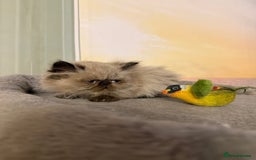 Persian cats for sale: Persians colour point  - Image 6