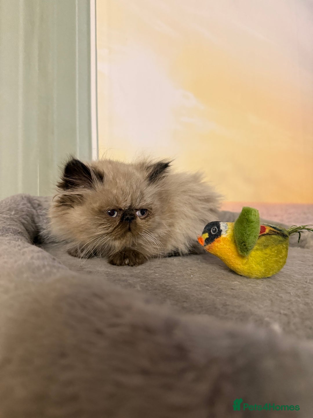 Persian cats for sale: Persians colour point  - Image 6