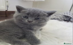 British Shorthair cats for sale: British shorthair kittens😻 - Image 13