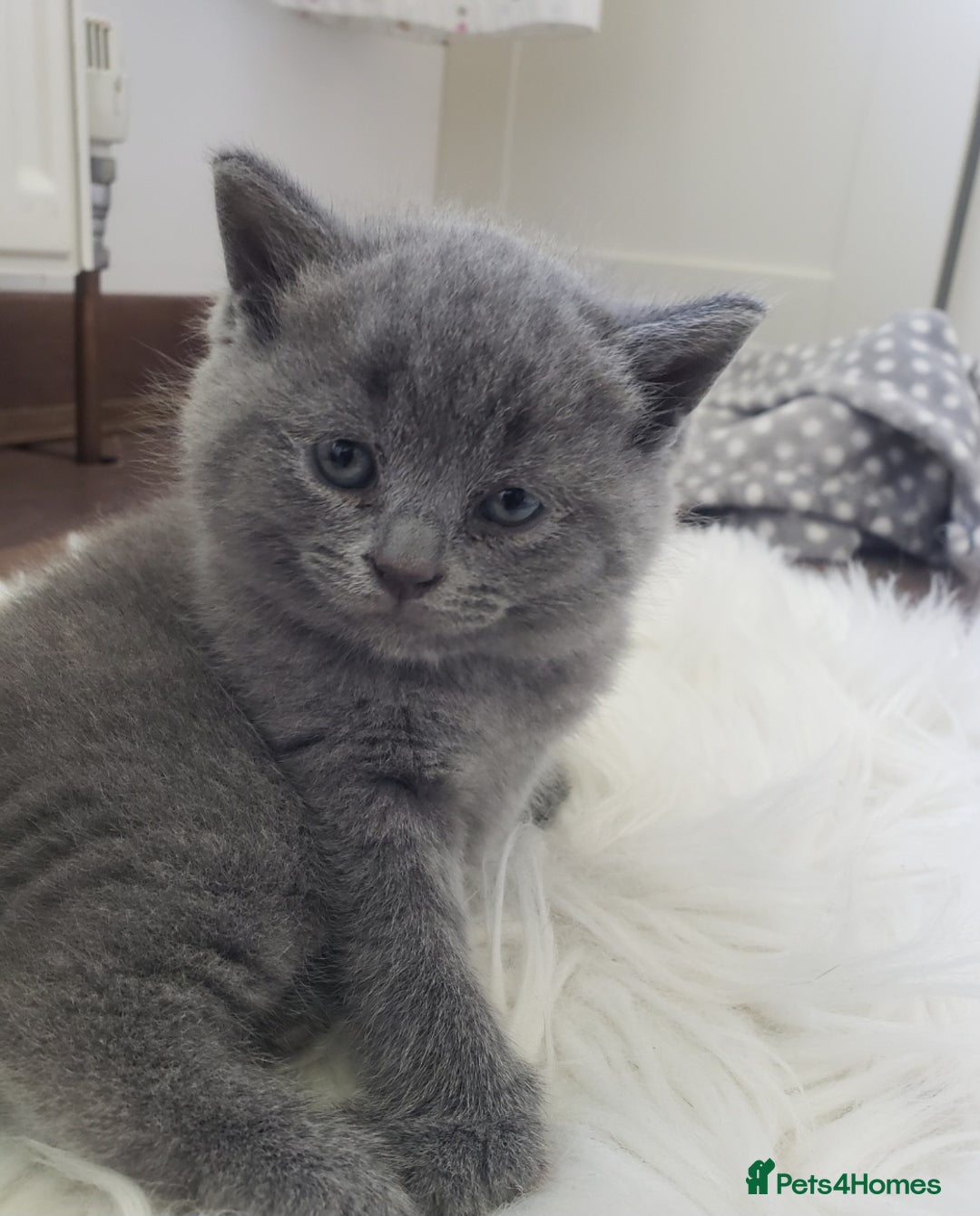 British Shorthair cats for sale: British shorthair kittens😻 - Image 13