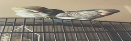 Mixed Breed birds for sale: Beautiful pair of Quakers semi tamed breeding pair - Advert 3