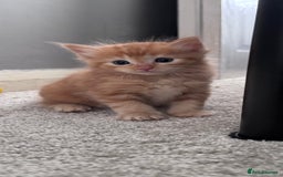Domestic Shorthair cats for sale: 4 beautiful kittens  - Image 3