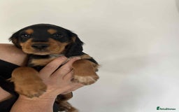 Cocker Spaniel dogs for sale: Cocker spaniels - Image 10
