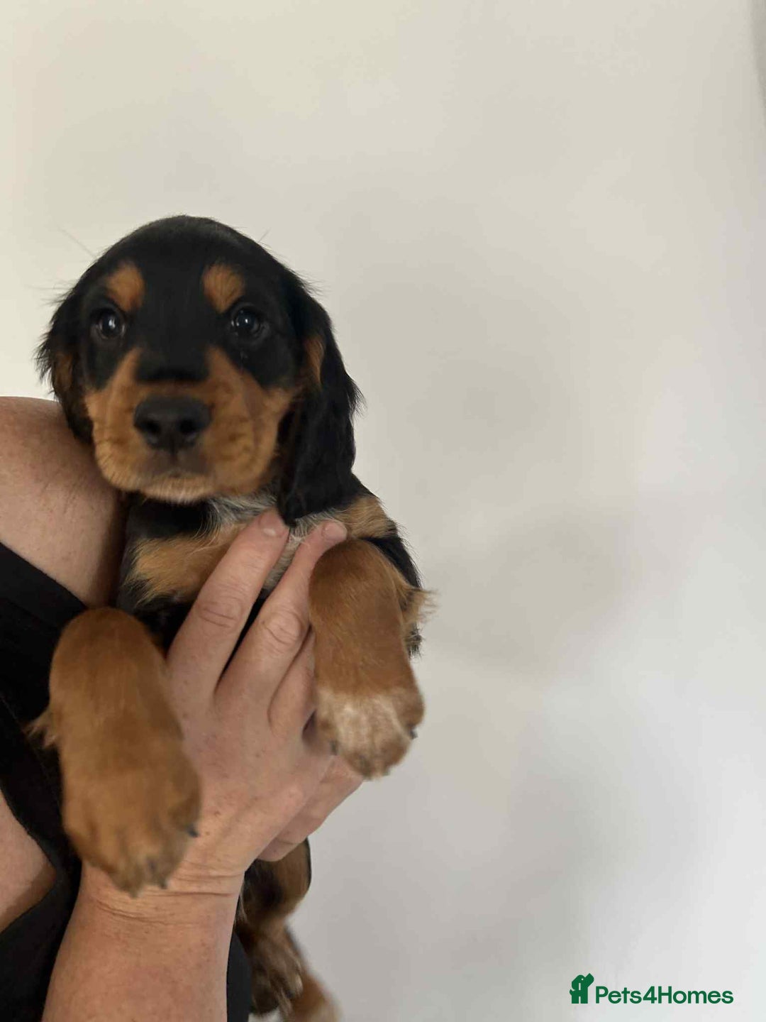 Cocker Spaniel dogs for sale: Cocker spaniels - Image 10
