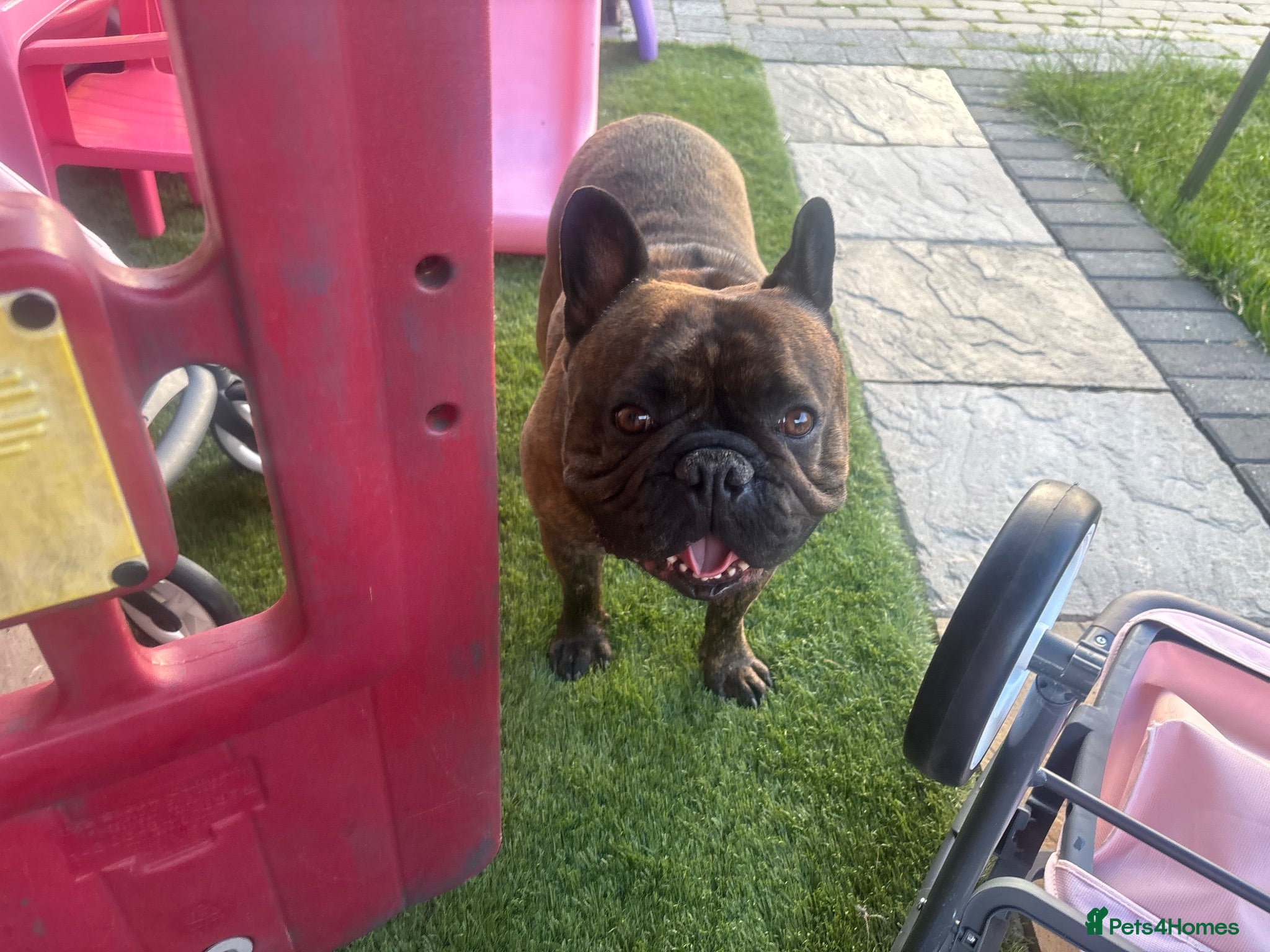 French Bulldog dogs Cash  - Advert 1