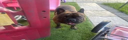 French Bulldog dogs for sale: Cash  - Advert 1