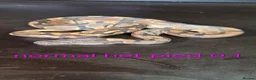 Python Snake reptiles for sale: Mixed juvinile royals - Advert 23