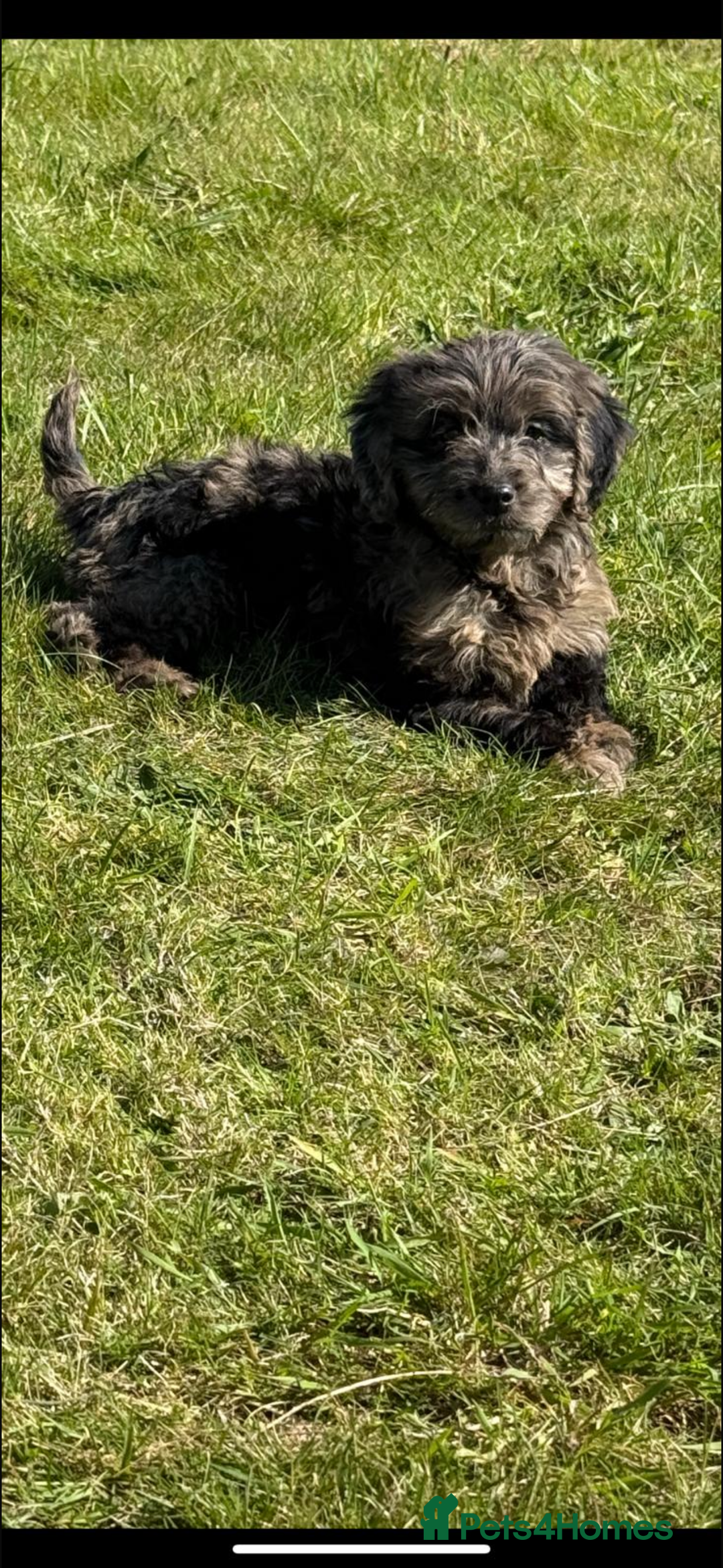 Mini Goldendoodle dogs for sale: 🐶Golden doodle puppies for sale ready to leave🐶 - Image 2