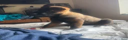 German Shepherd dogs for sale: KC Registered German Shepherd PuppiesChampion Line - Advert 25