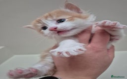 Mixed Breed cats for sale: Ragdoll × Siberian Neva Masquerade Kittens - Image 9