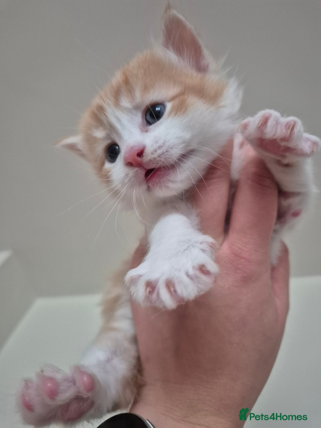 Mixed Breed cats for sale: Ragdoll × Siberian Neva Masquerade Kittens - Image 9