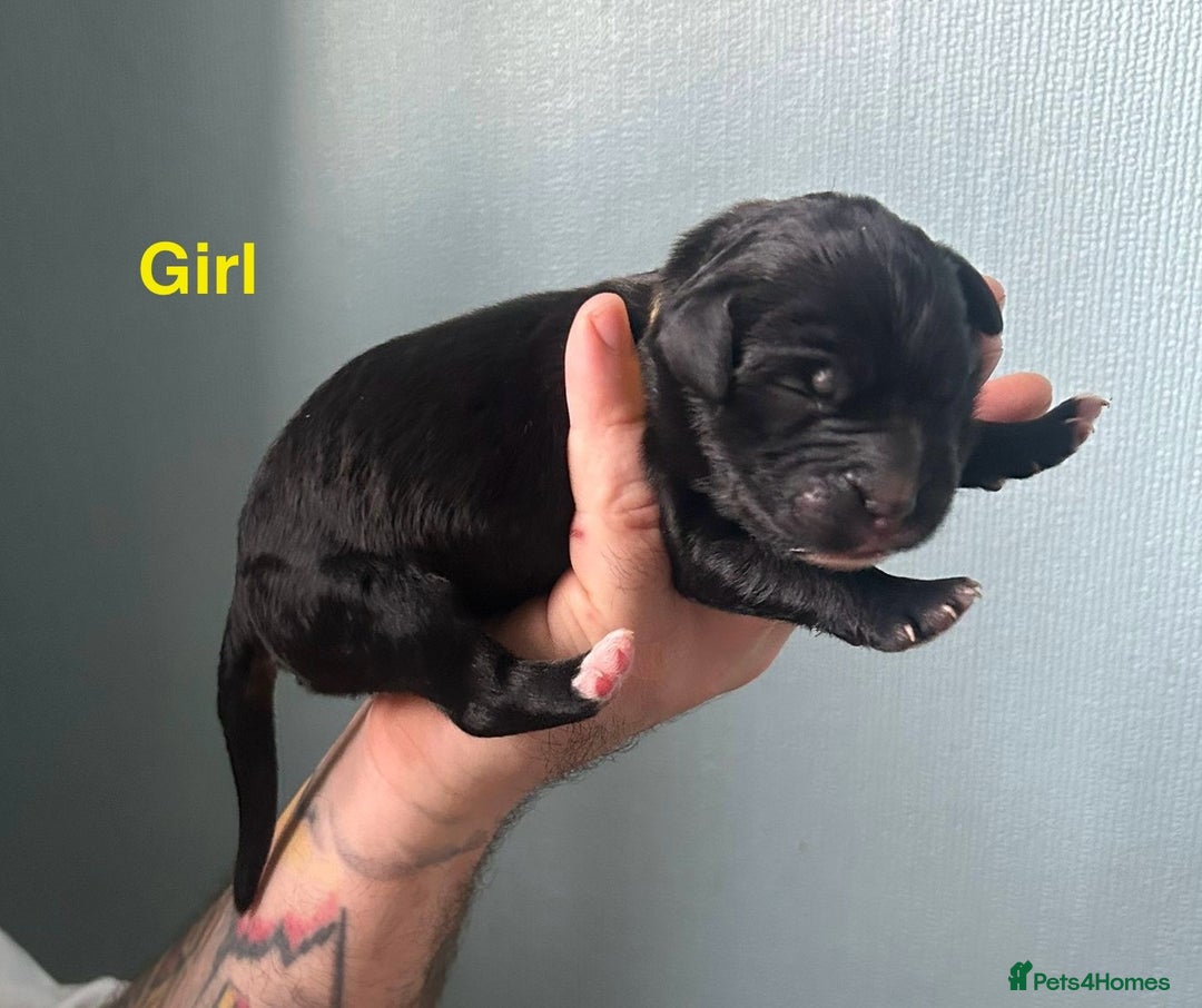 Mixed Breed dogs for sale: F1 Saint Bernedoodles - Image 8