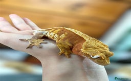 Gecko reptiles for sale: Stunning Red/Pink Harlequin Female Crested Gecko - Image 2