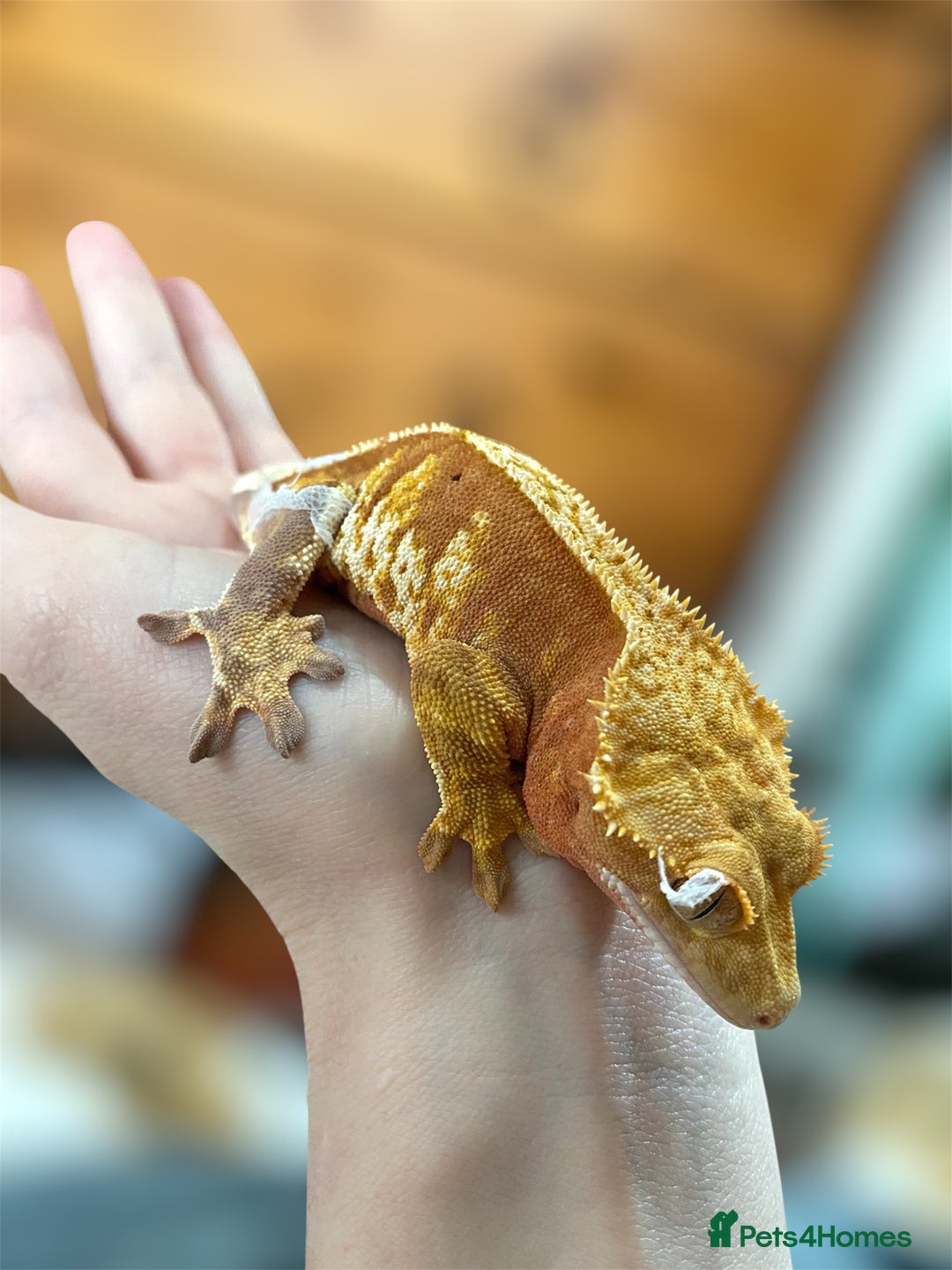 Gecko reptiles for sale: Stunning Red/Pink Harlequin Female Crested Gecko - Image 2