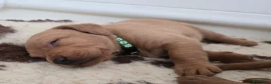 Dark green collar boy