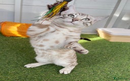 Bengal cats for sale: Sensational Seal Silver Mink Active Bengal Stud - Image 3