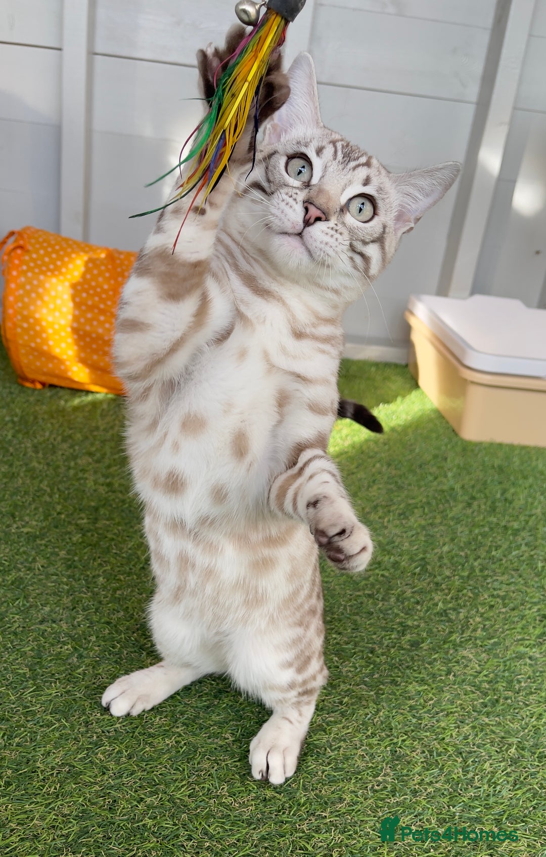Bengal cats for sale: Sensational Seal Silver Mink Active Bengal Stud - Image 3