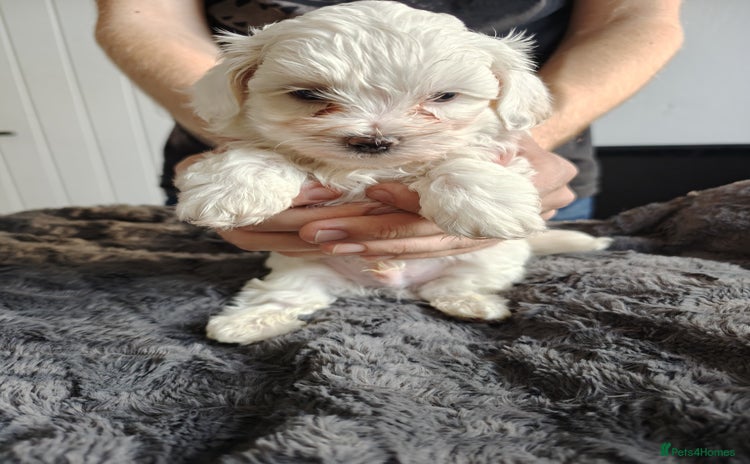 Maltipoo dogs - Advert 1