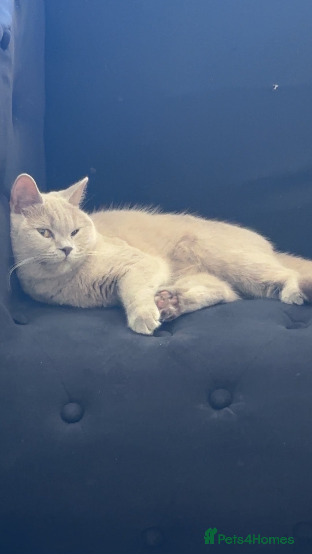 British Shorthair cats for sale: Are you interested ?  - Image 2