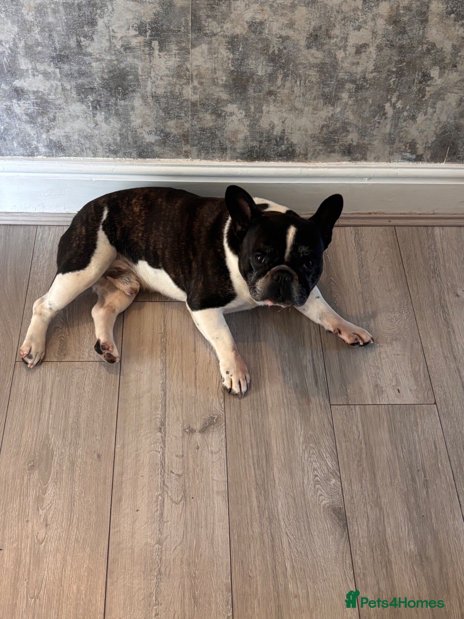 French Bulldog dogs French bulldog called bear  - Advert 8