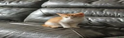 American Shorthair cats for sale: Kittens looking for new - Advert 4
