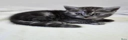 Scottish Fold cats for sale: Adorable Scottish Fold Straight Ear Tabby Kittens - Advert 26