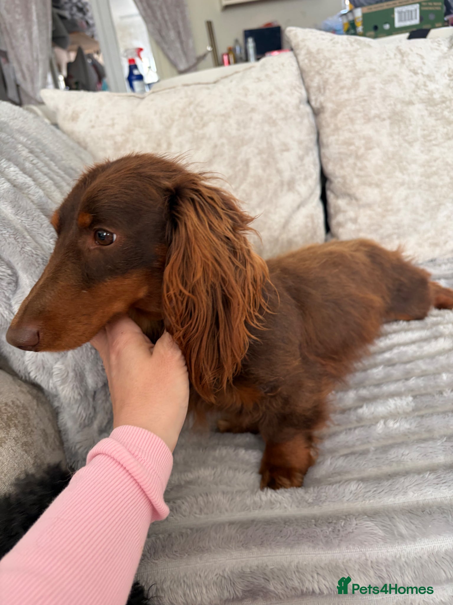 Miniature Dachshund dogs Forsale Stunning chocolate and tan boy - Advert 20