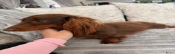 Miniature Dachshund dogs for stud:  Stunning chocolate and tan long haired boy stud - Advert 4