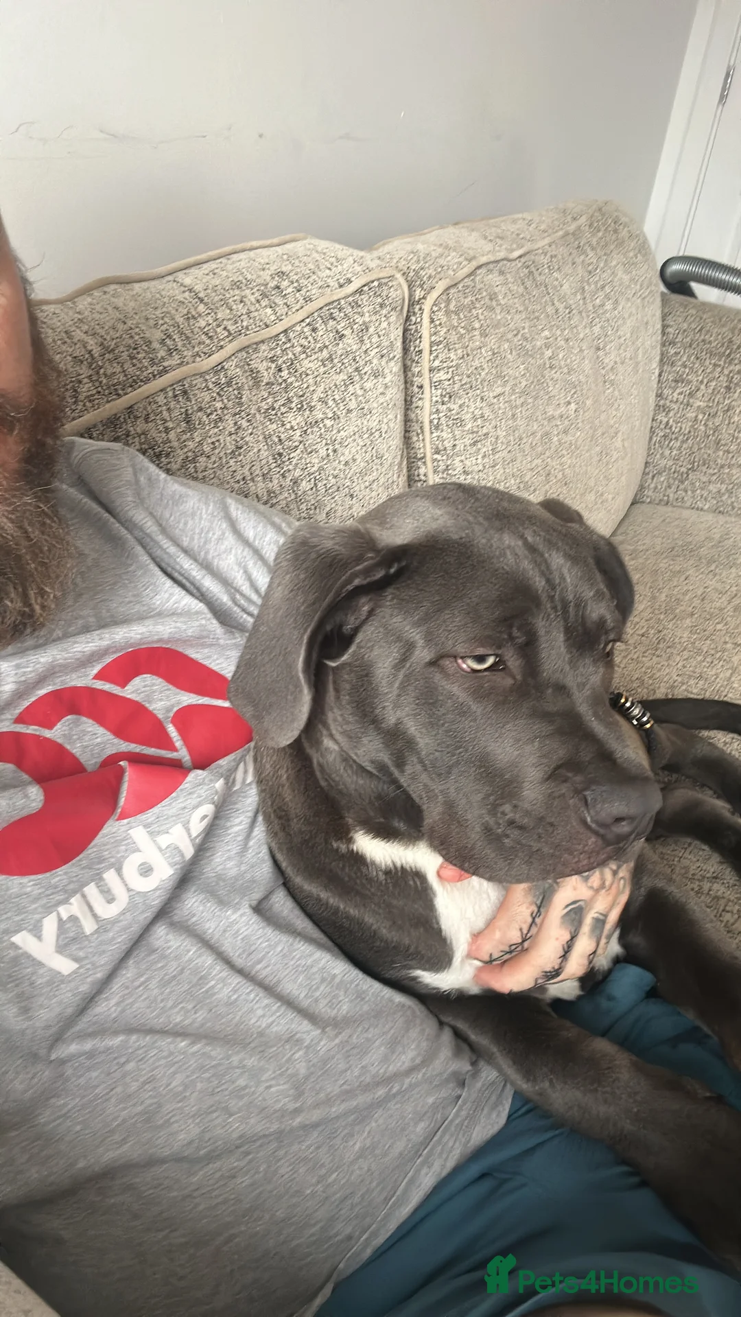 Mixed Breed dogs for sale: Cane corso cross - Advert 7