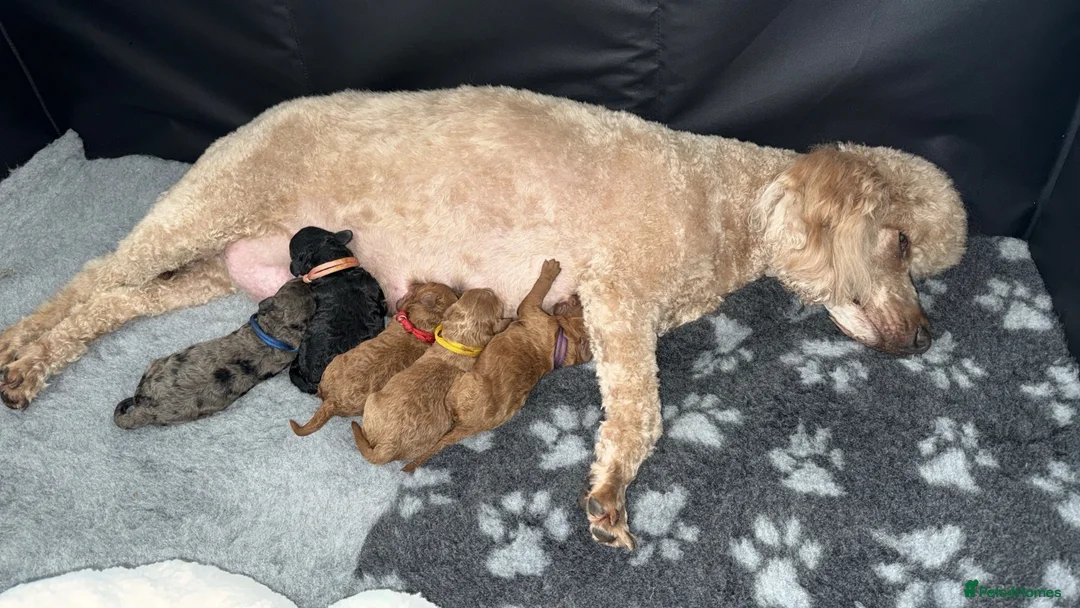 Cockapoo dogs for sale: F1B Cockapoo  in Glasgow - Advert 1