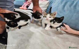 European cats for sale: 5 European Kittens for sale.  - Image 3