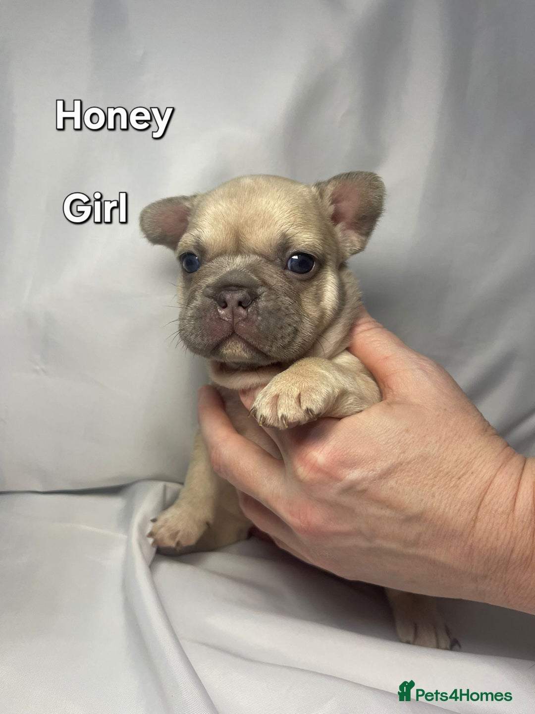 French Bulldog dogs for sale: Gorgeous litter of French Bulldog Pups  - Advert 20
