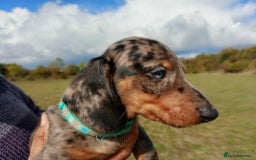 Miniature Dachshund dogs for sale: Stunning silver dapple miniature dachshunds  - Image 16